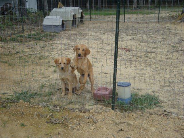 Inside the kennel.jpg