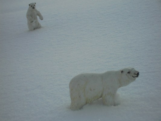 polar bears.jpg